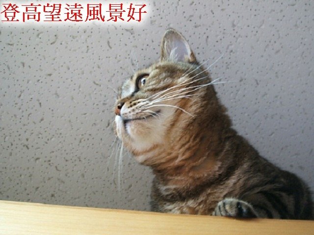 紋紋的秘密基地