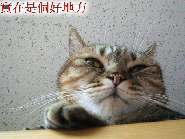 紋紋的秘密基地
