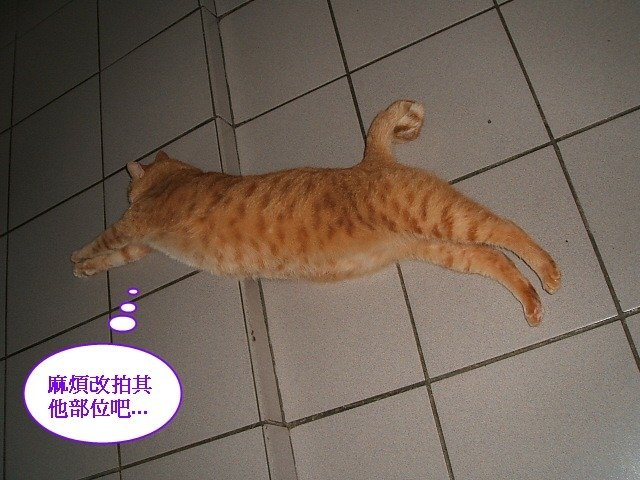 啾啾的腹肌