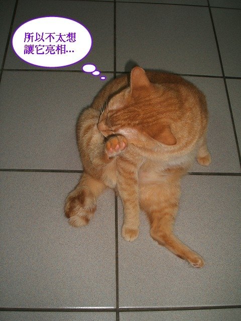 啾啾的腹肌