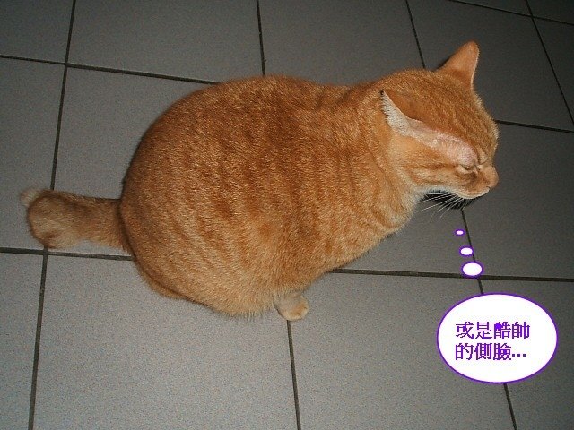 啾啾的腹肌