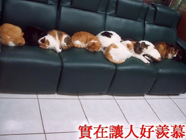 斑斑好可憐