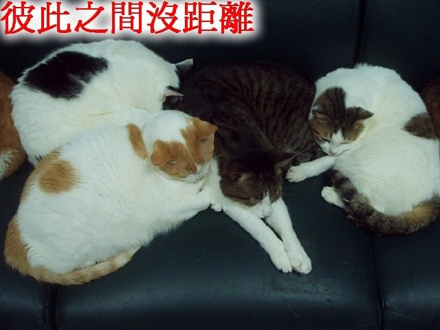 斑斑好可憐