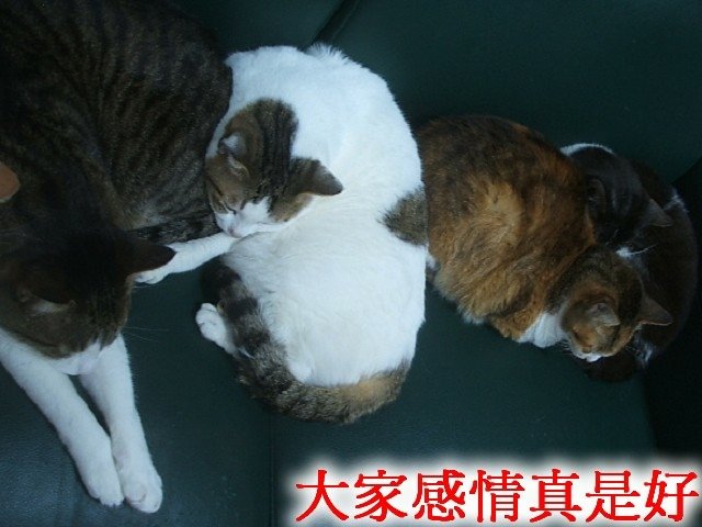 斑斑好可憐