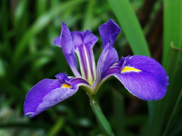 210511德國鳶尾花 (3).JPG