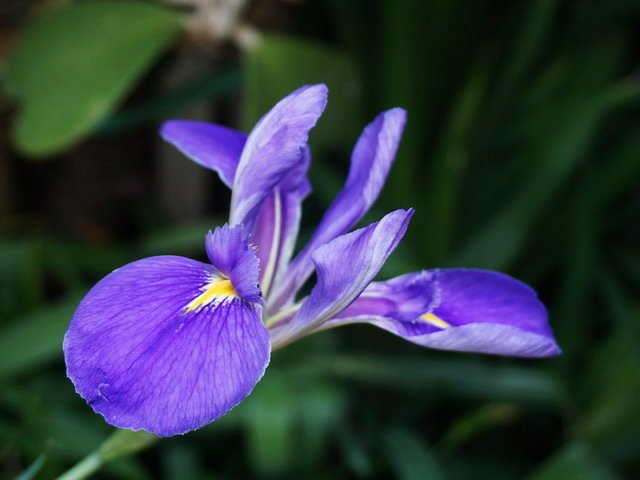 210511德國鳶尾花 (2).JPG