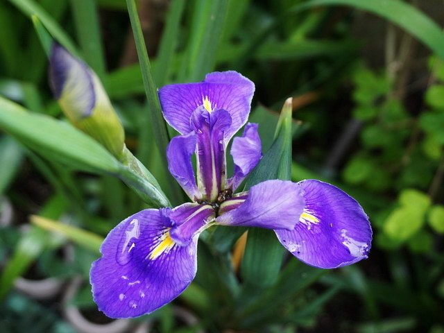210511德國鳶尾花 (4).JPG