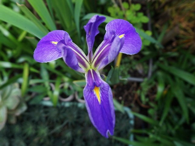 210511德國鳶尾花 (1).JPG