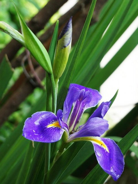 210511德國鳶尾花 (7).JPG