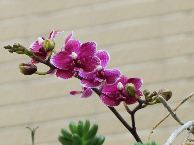 210420蘭花集錦 (5).JPG