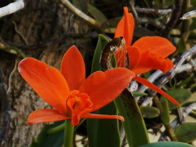 210420蘭花集錦 (2).JPG