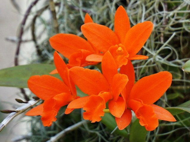 210420蘭花集錦 (3).JPG