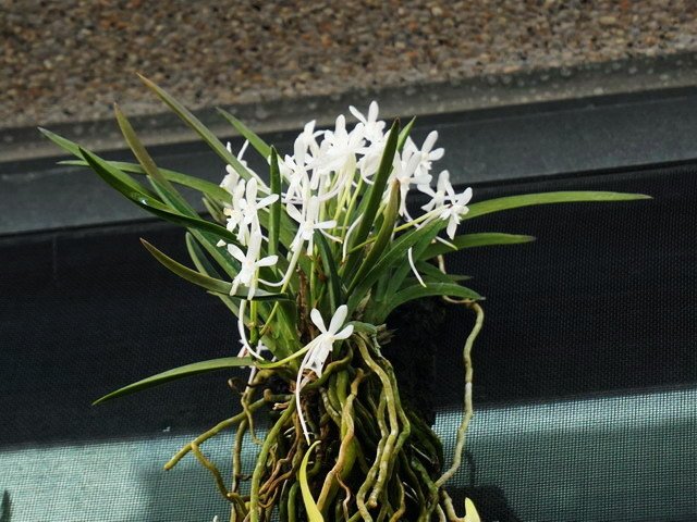 210420蘭花集錦 (1).JPG
