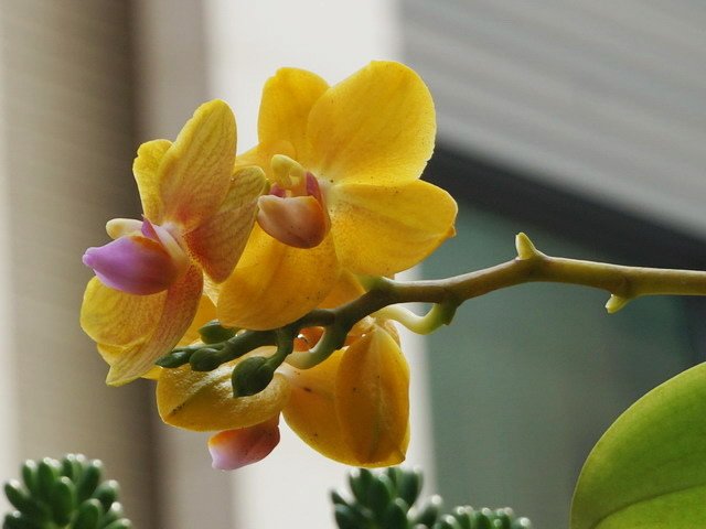 210420蘭花集錦 (6).JPG