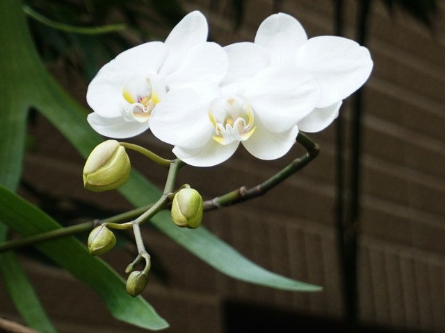 210420蘭花集錦 (10).JPG