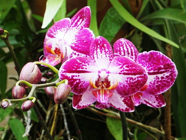 210420蘭花集錦 (9).JPG