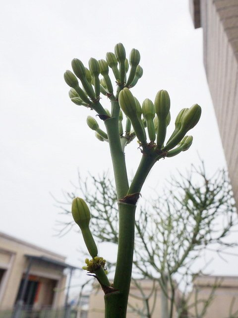 210411龍舌蘭花 (6).JPG