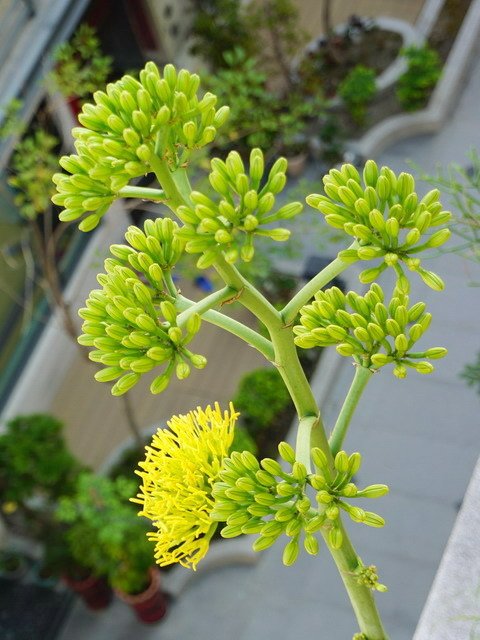 210411龍舌蘭花 (2).JPG