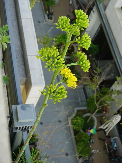 210411龍舌蘭花 (1).JPG
