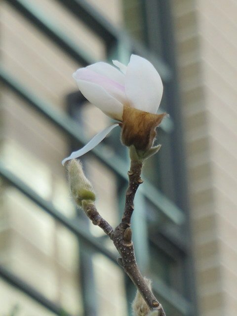 210327白色木蘭花 (3).JPG