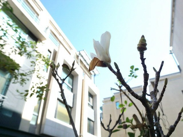210327白色木蘭花 (1).JPG