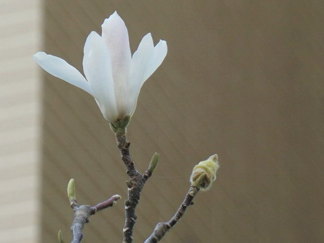 210327白色木蘭花 (2).JPG