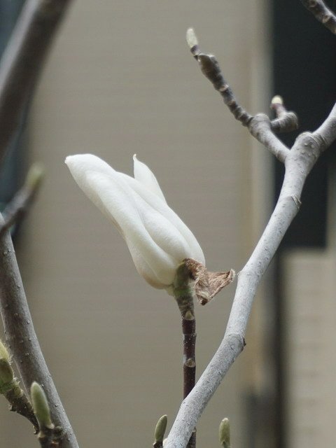 210327白色木蘭花 (4).JPG