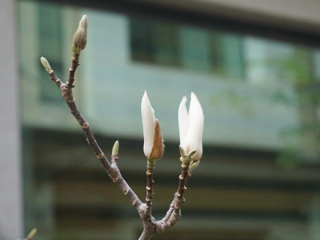 210327白色木蘭花 (5).JPG