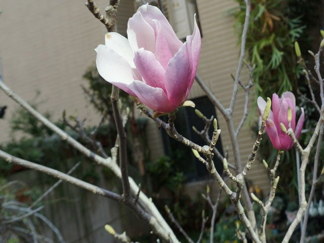 210310木蘭花 (1).JPG