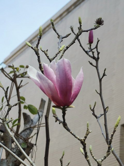 210310木蘭花 (2).JPG