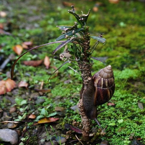 201230偽裝的蝸牛 (2).JPG