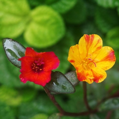 201225嬌豔小花 (1).JPG