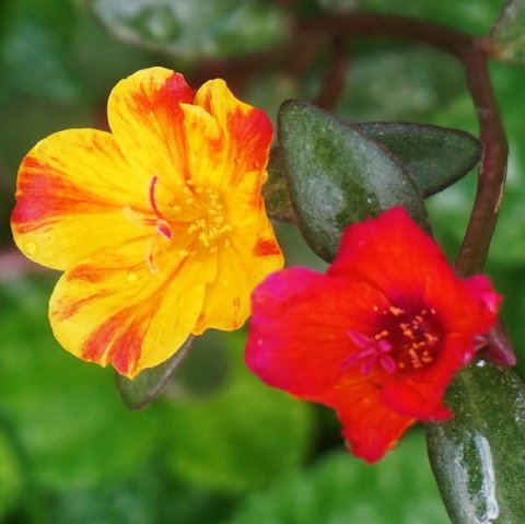 201225嬌豔小花 (2).JPG