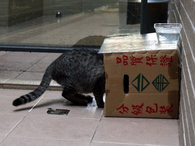 貓咪食客～4