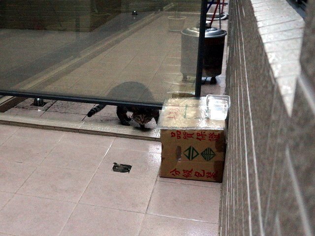 貓咪食客～4