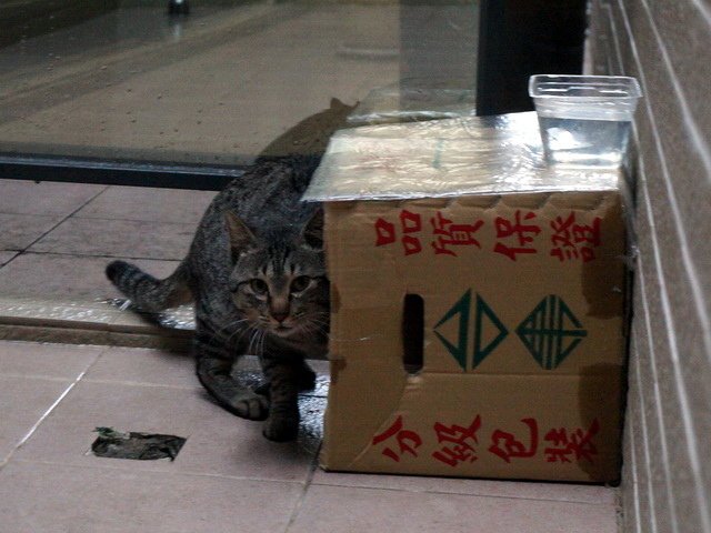 貓咪食客～4