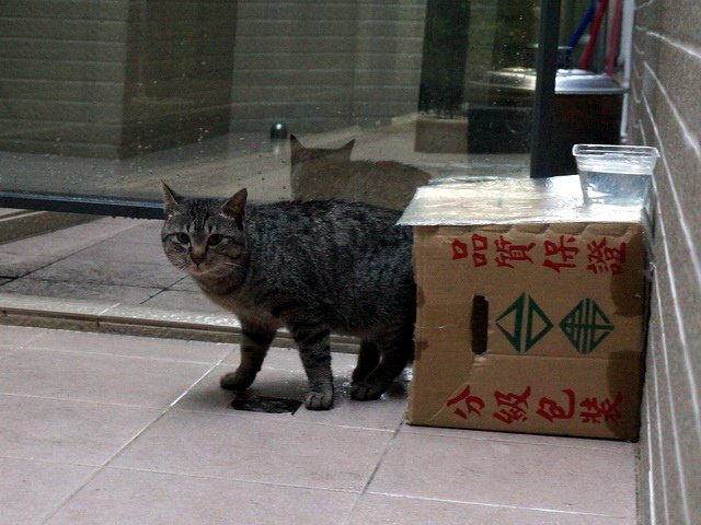 貓咪食客～4
