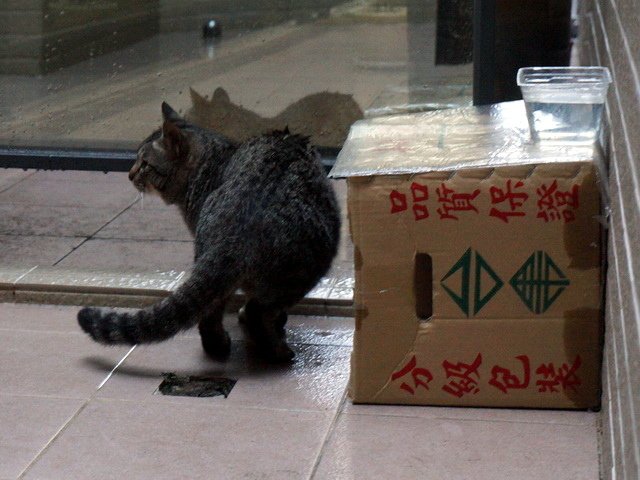 貓咪食客～4