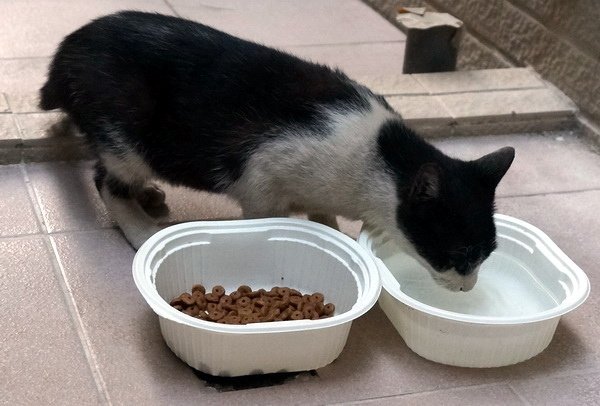 貓咪食客～6