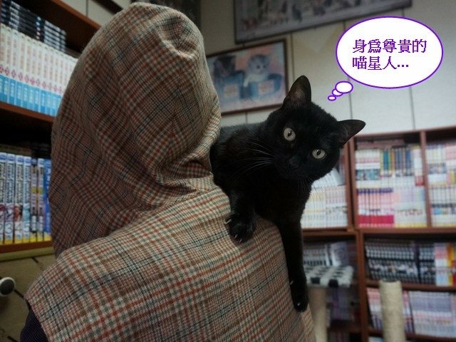喵星人琪琪