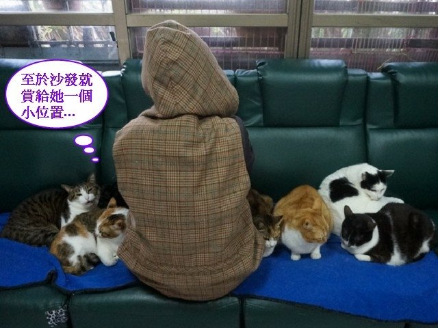 喵星人琪琪