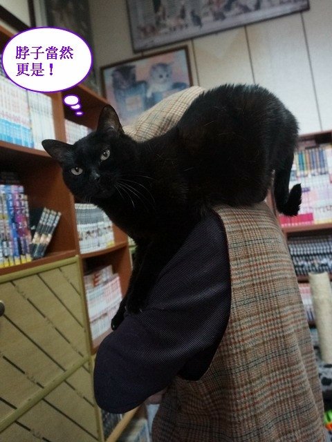 喵星人琪琪