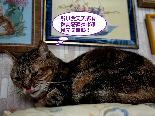 紋紋美女的瘦身體操