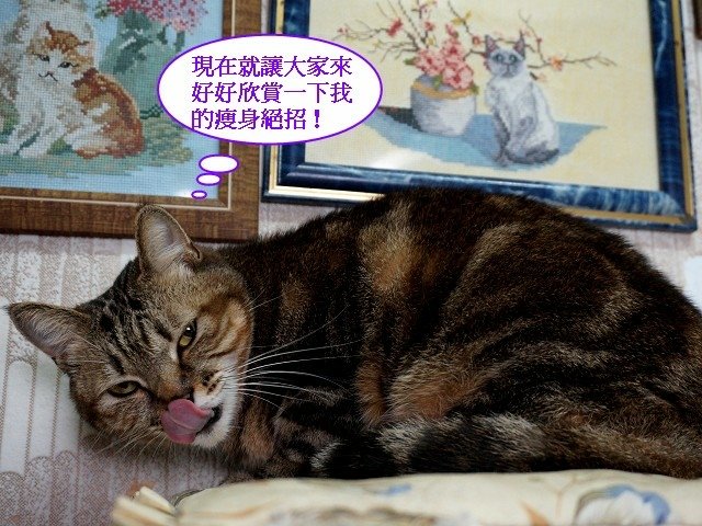 紋紋美女的瘦身體操