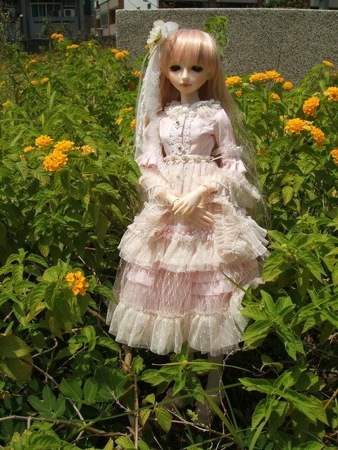 粉紅淑女小花萌黃