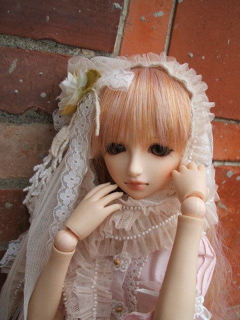 粉紅淑女小花萌黃