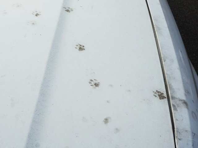 車上的貓腳印