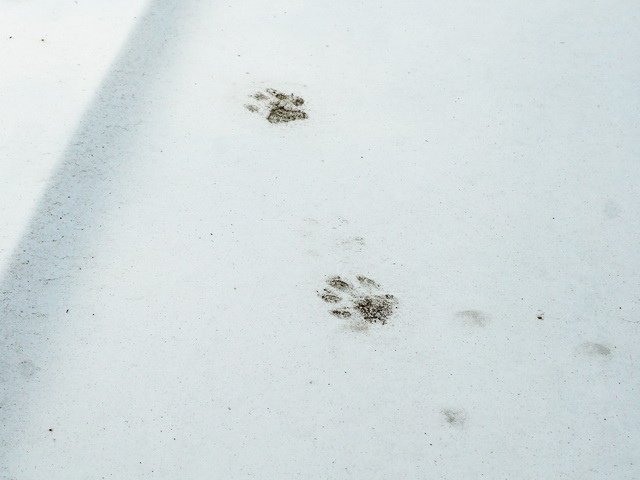 車上的貓腳印
