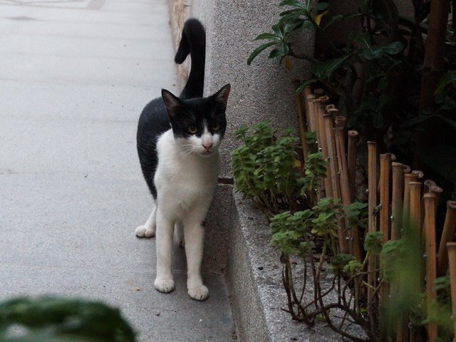 貓咪食客～16