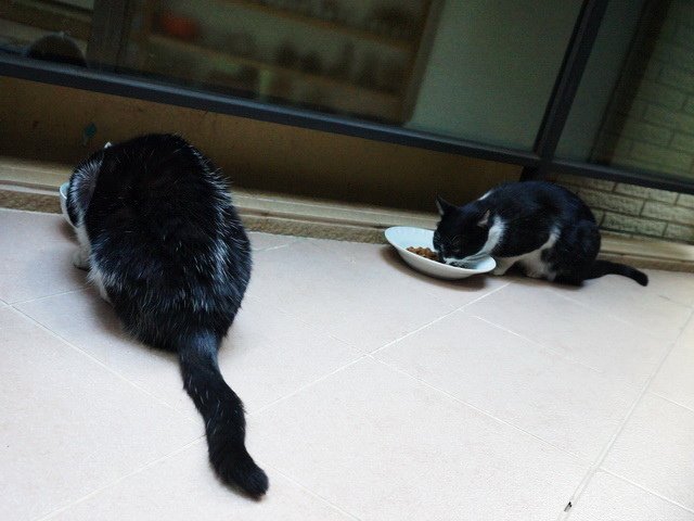貓咪食客～23